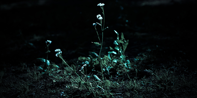 暗闇の一輪の花